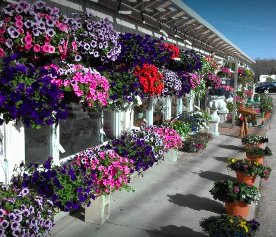 Rows of hanging flower baskets outside Gene's