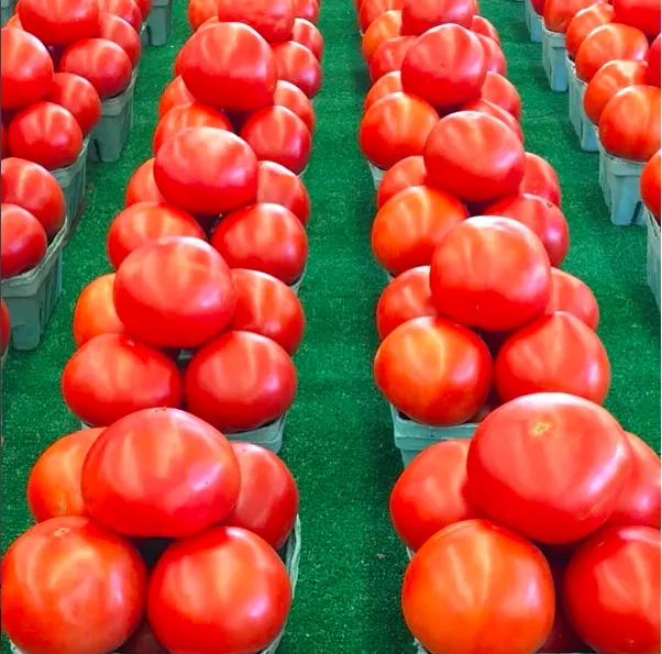 Rows of Jersey tomatoes on the produce stand at Gene's